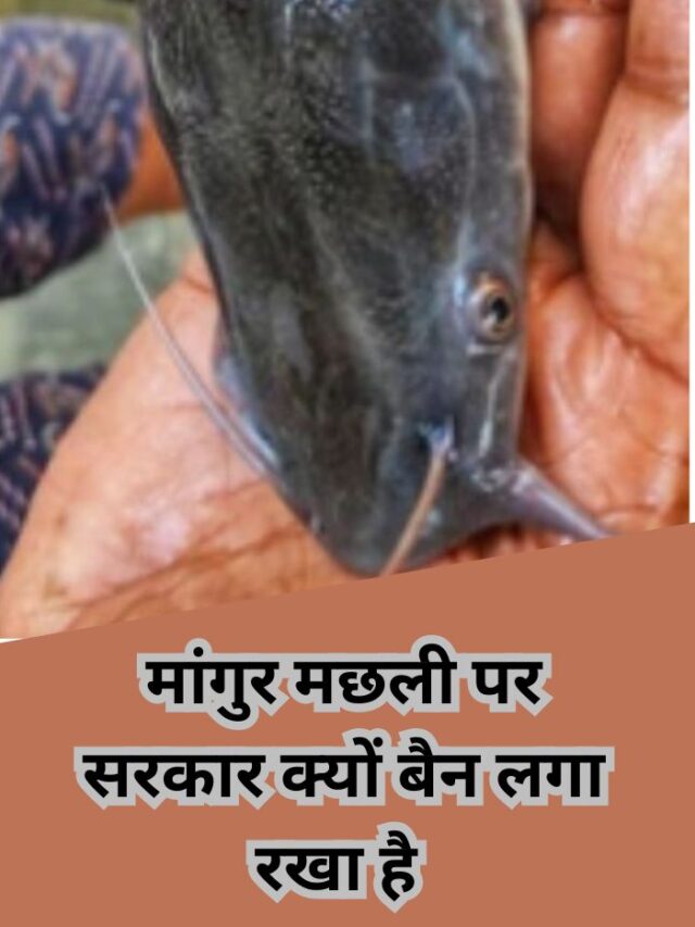 mangur fish ban in india